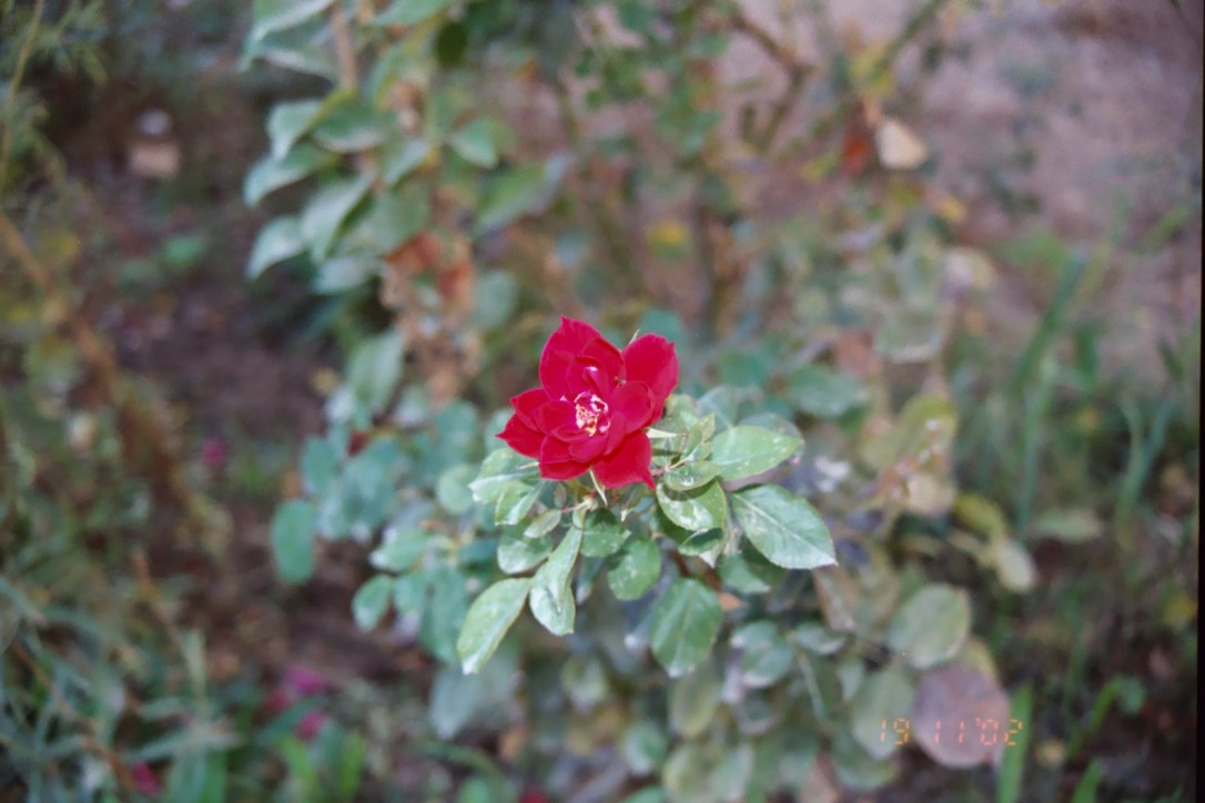 Photo Library - 1495